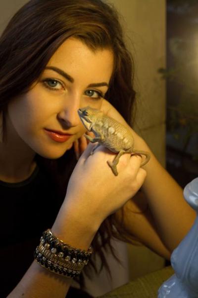 Kelly and her Chameleons (I am pet sitting while she is in College) Female 2 Blue Bar Ambilobe - Lotus