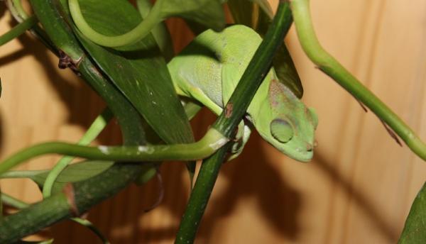 khira,female ,kinyongia mastechei