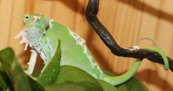 khira,kinyongia mastchei