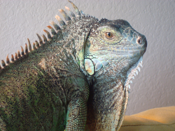 Khwan Lin Iguana