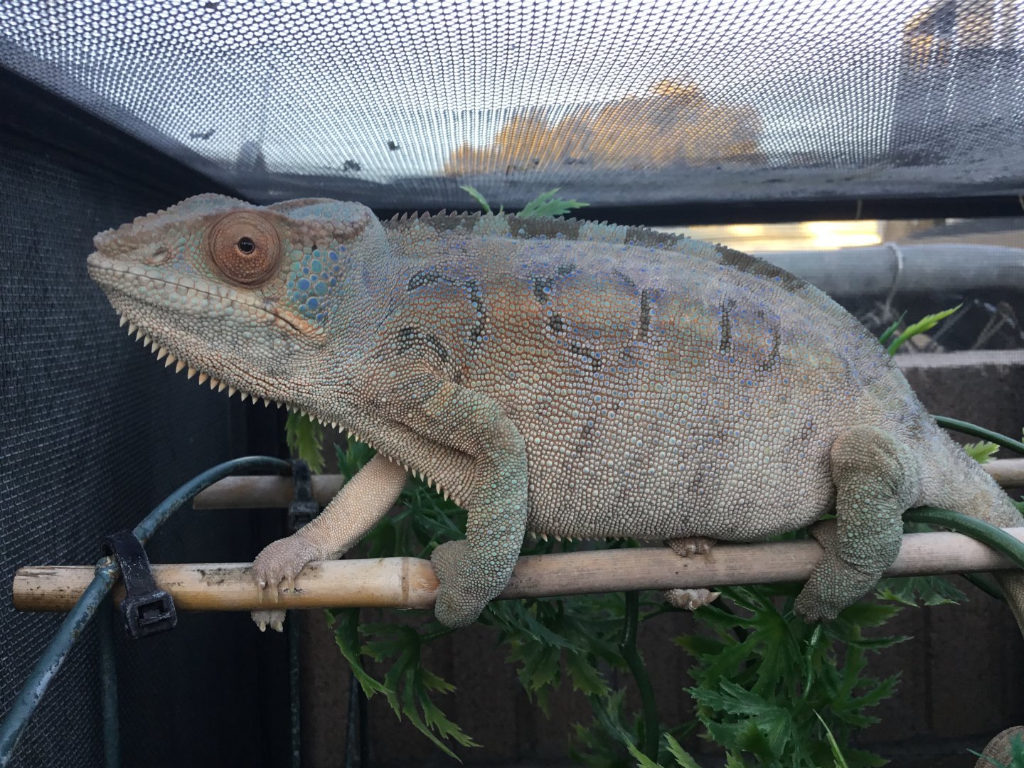 Kimba outside today