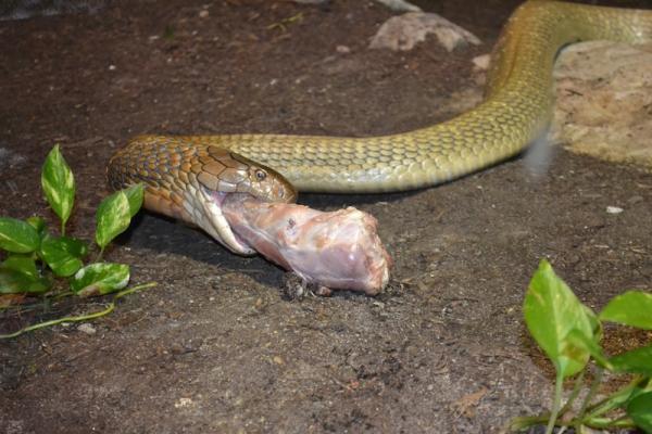 King Cobra Feeding
