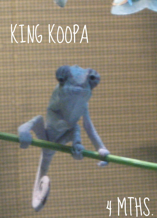 King Koopa Chillin