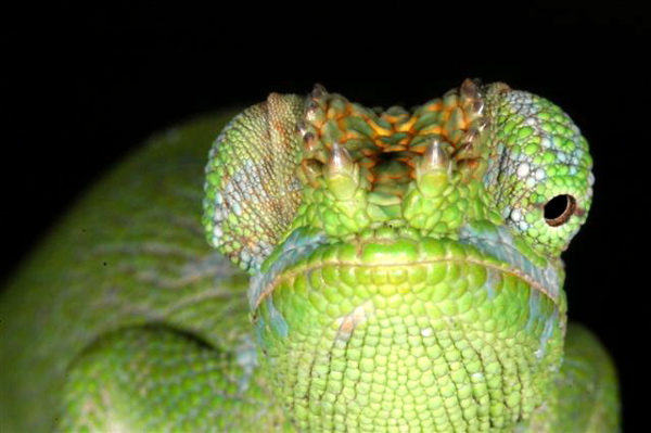 Kinyongia boehmei 03