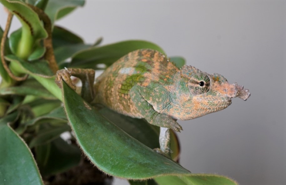 Kinyongia Boehmei male