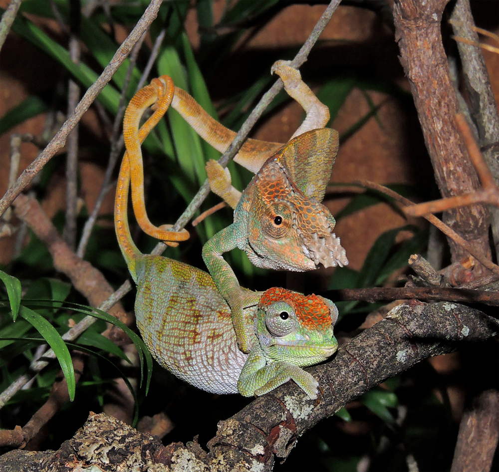 Kinyongia boehmei Mating