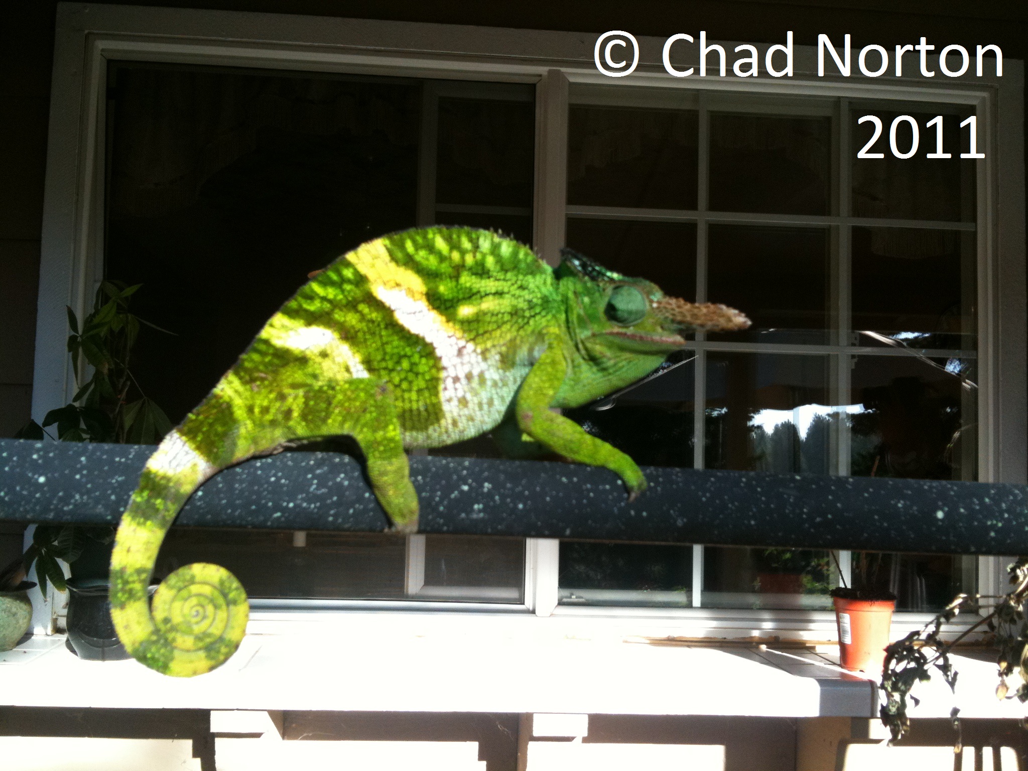 Kinyongia Matschiei - Male 1