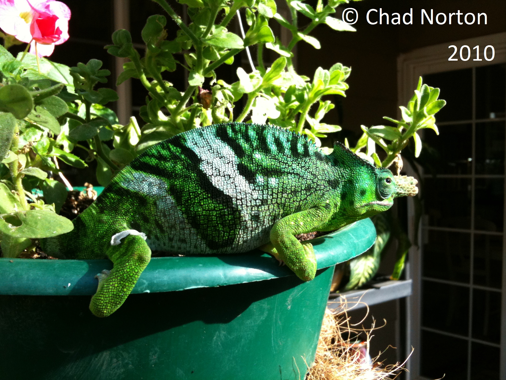 Kinyongia Matschiei Male 3