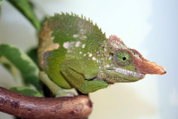 Kinyongia multituberculata male