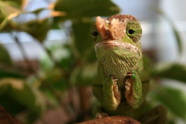 Kinyongia multituberculata male