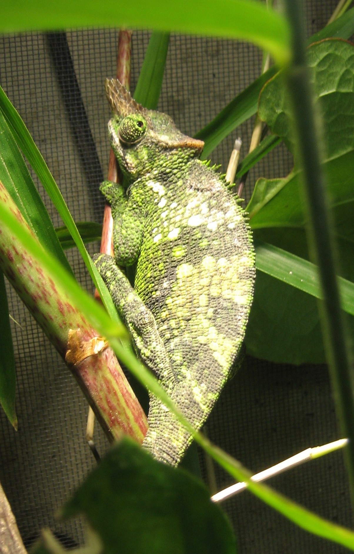 Kinyongia Multituberculata