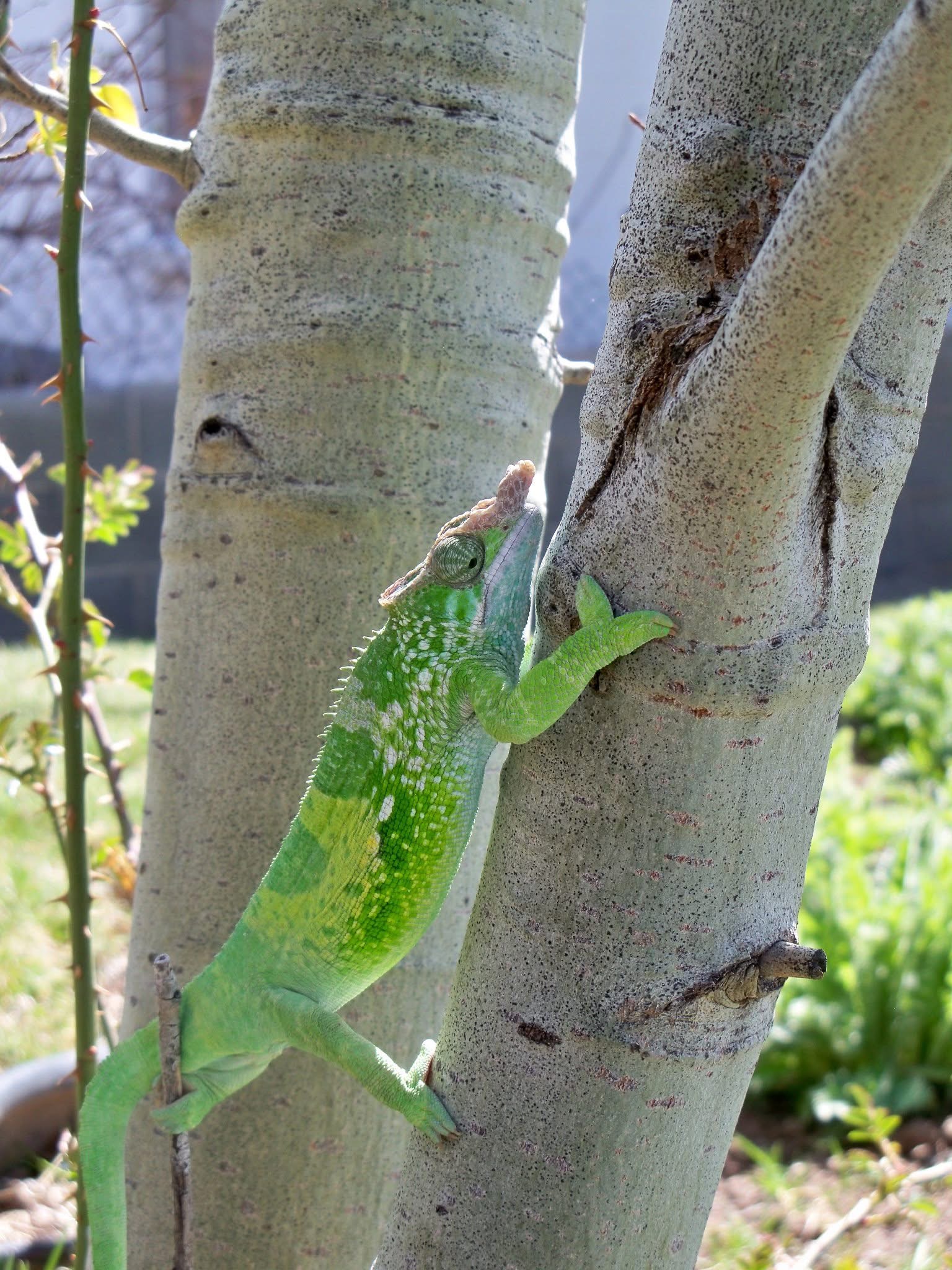 Kinyongia Multitubularculata