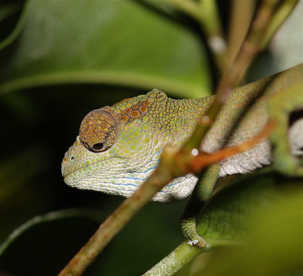 Kinyongia Oxyrhina Female Cb 2011