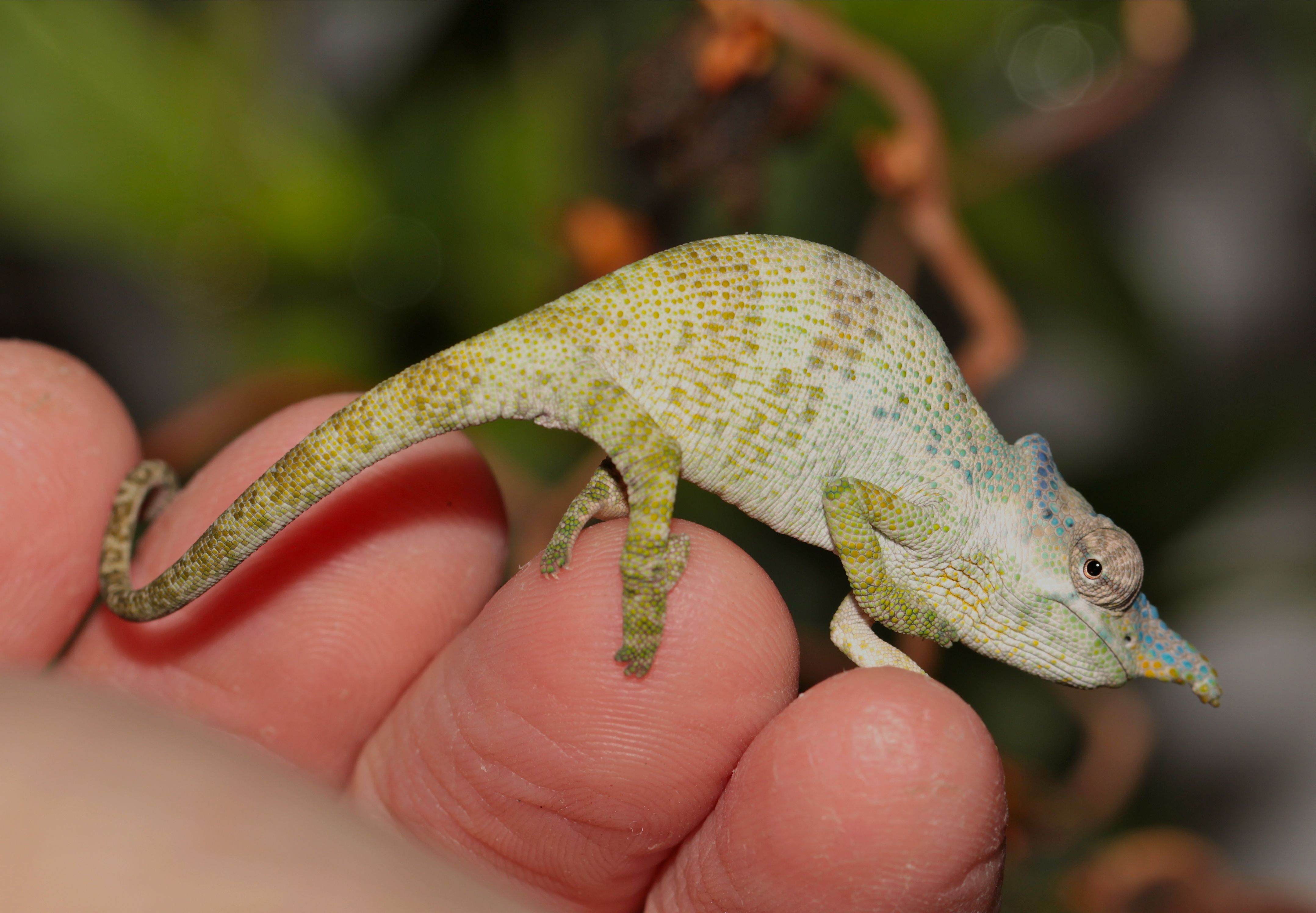 Kinyongia Oxyrhina Male Cb 2011