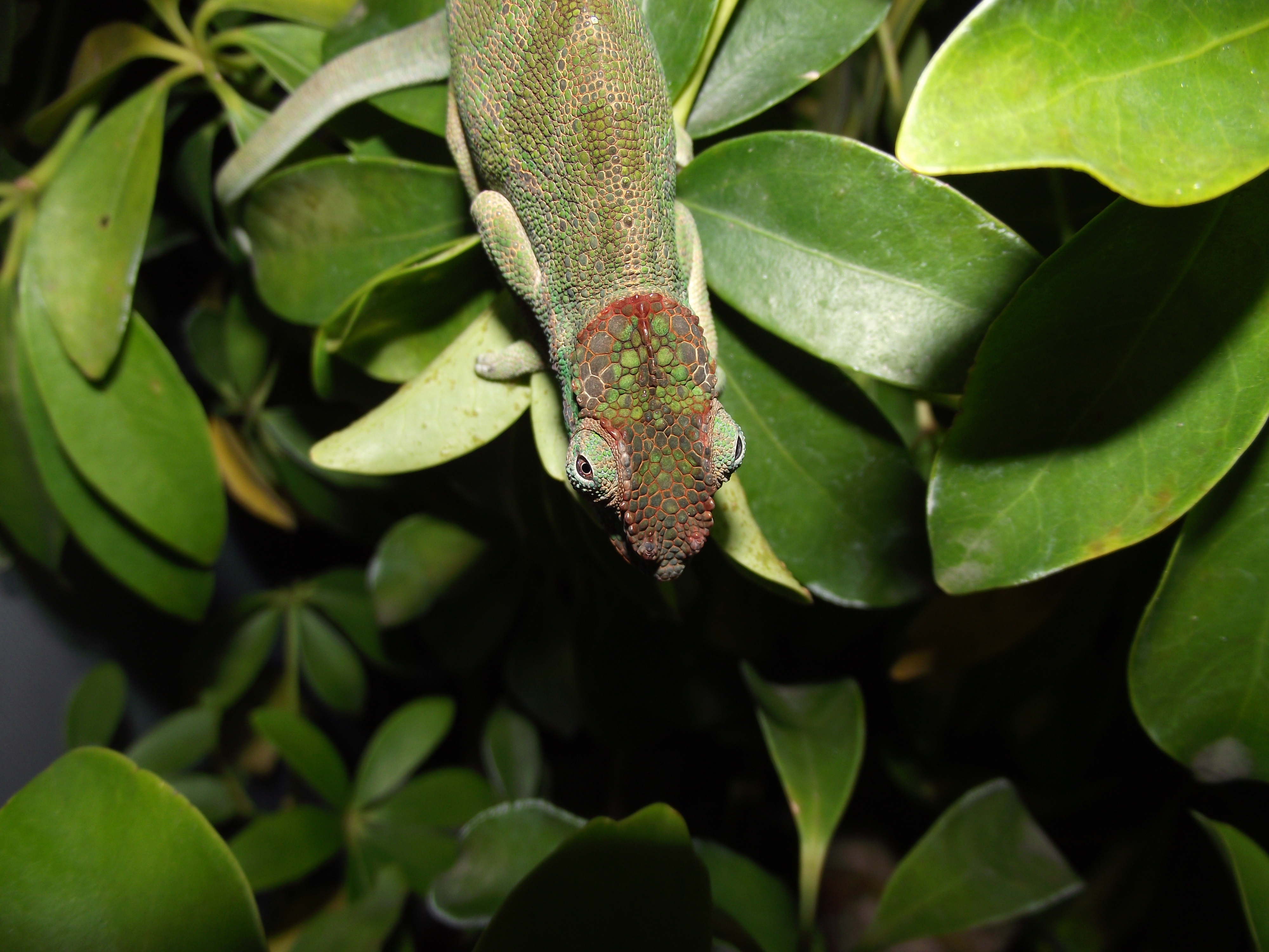 Kinyongia Tavetana Female
