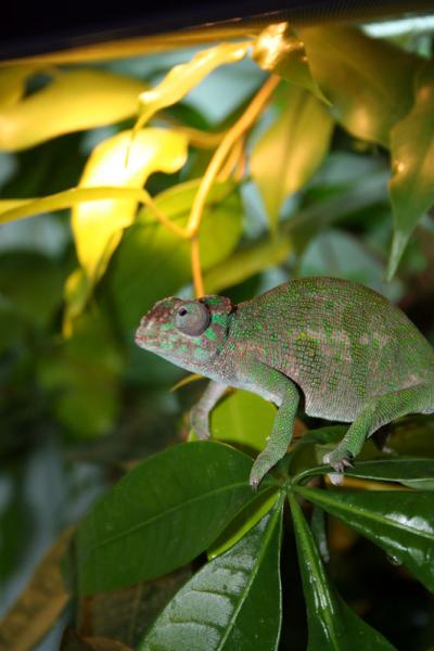 Kinyongia tavetana [female]