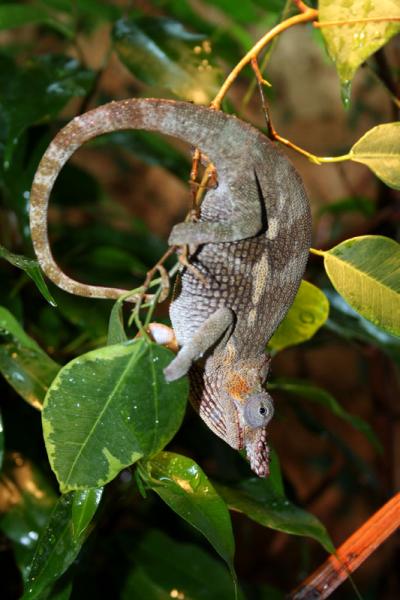 Kinyongia tavetana [male]