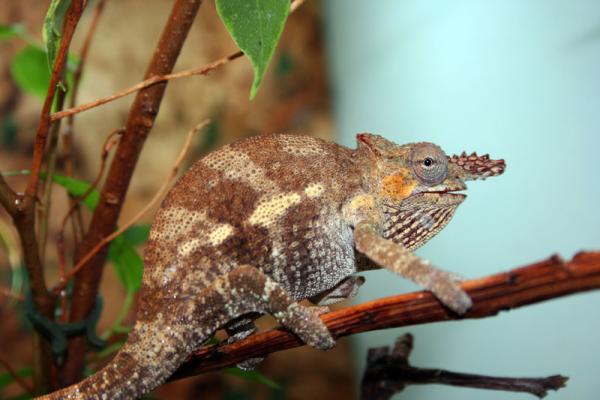 Kinyongia tavetana [male]