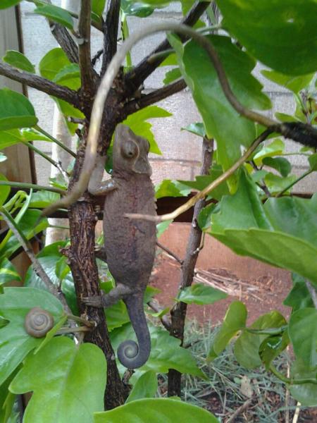 Kiwi in her cage