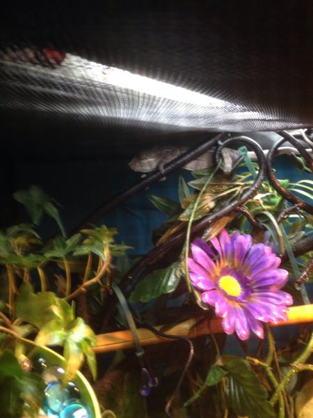 Kiwi roaming around his new home!!