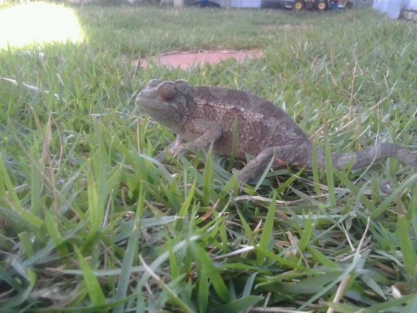 Kiwi roaming around