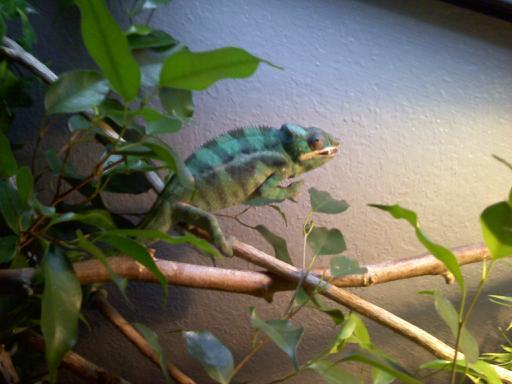KJ learns to beg with a little help from some crickets.
