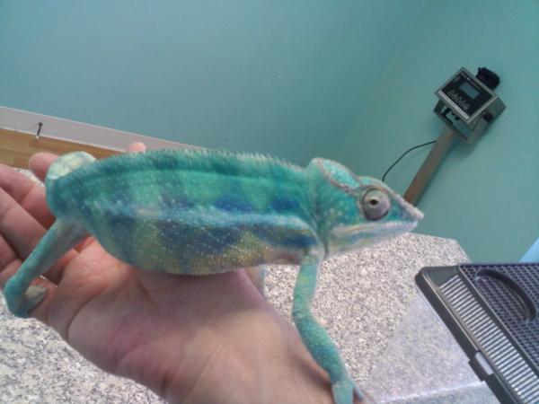 KJ's first vet visit