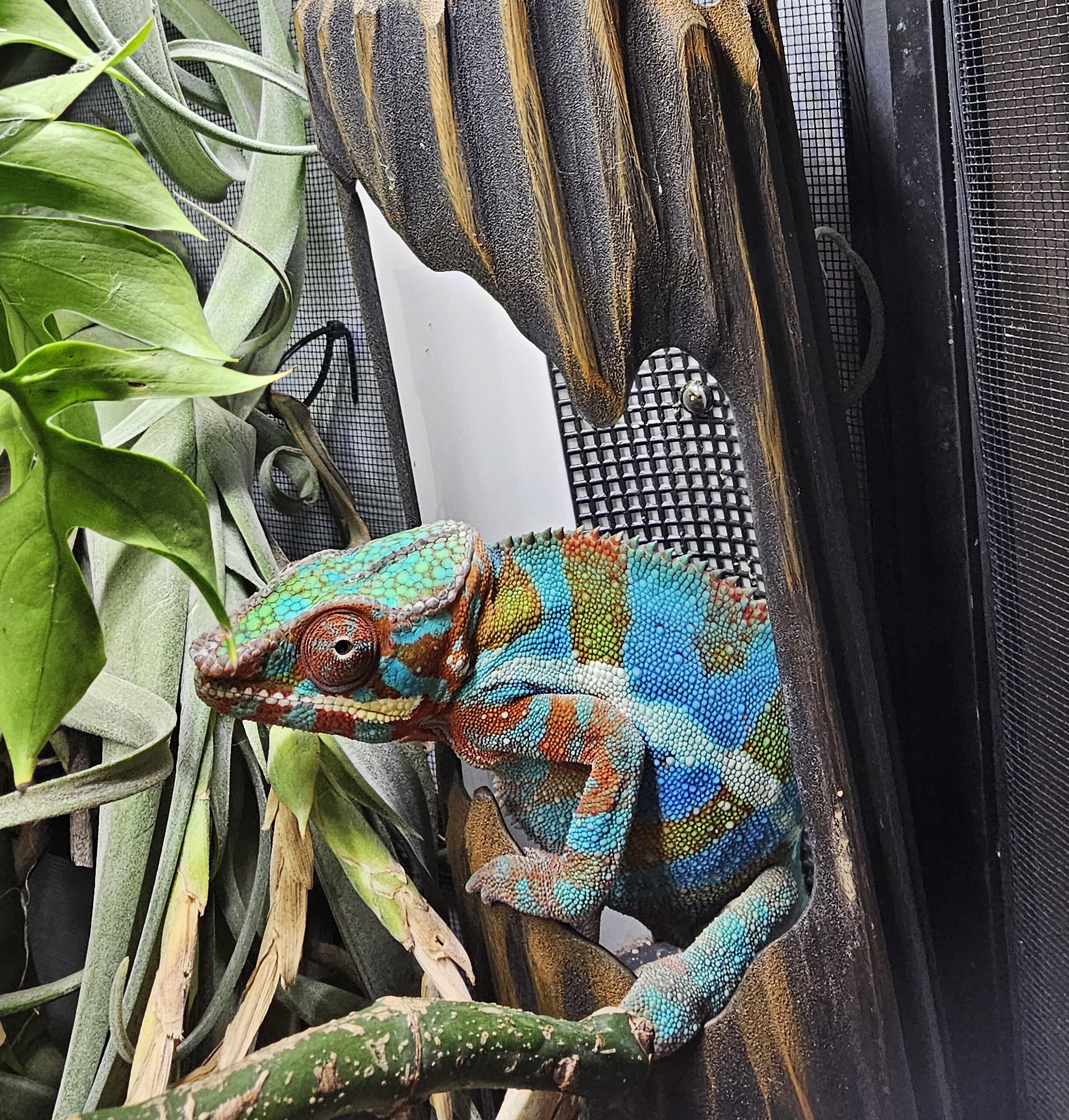 Koanabe's Combination  Feeder Run and Bed