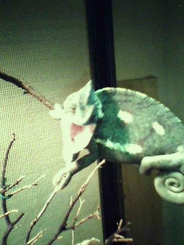 Kodo Evil Chameleon Lol