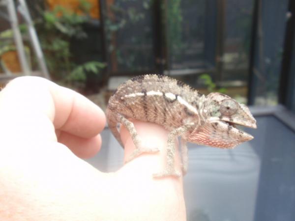 kongo, sired by sprite from kalidascope chameleons.