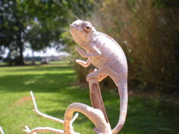 Krakatoa, my my 2.5 month old Ambilobe from KK. Sire is Son Tiger.