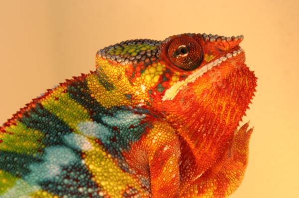 krash 12sept2011 010