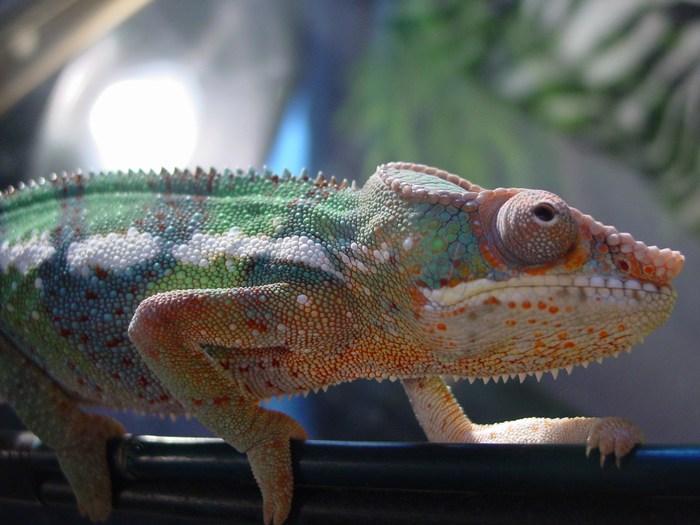 Krull the warrior King