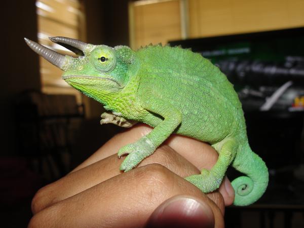 kymani watchin me while watchin tv.