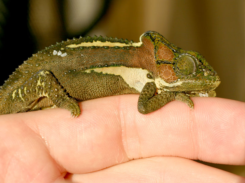 Kynsa Dwarf Chameleon