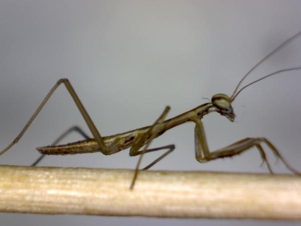 L1 tenodera sinensis,( cant edit title, its actually tenodera) on a toothpick at 50x. really hard to do macrophotography of a live subject at these ma