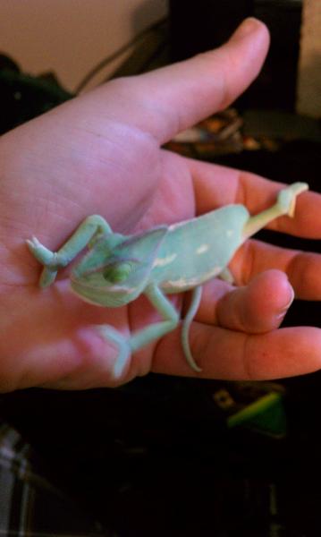 Lady Debian first out of her travel container