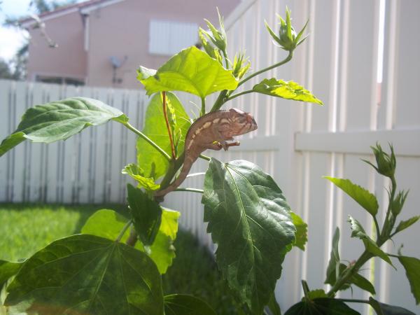 Lady Juana 3 month old