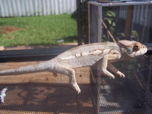 Lady Juana 5 month old