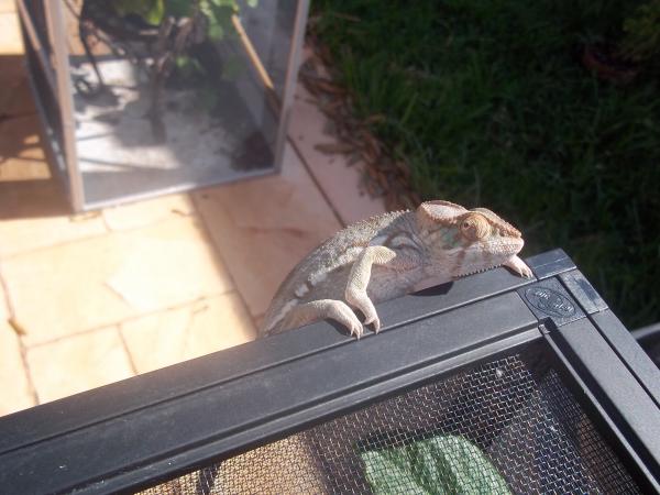 Lady Juana 5 months old (2)