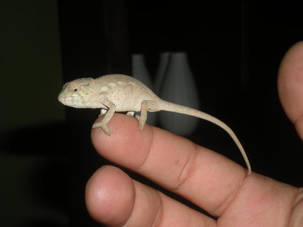 Lady Juana first day 2 months old (2)