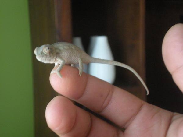 Lady juana first day 2 months old