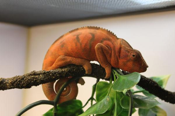 Lady Lou. From Trinity Chameleons (Canada) Not related to Raiden's blood line.
