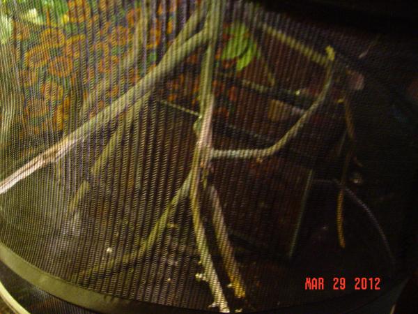 Laying Bin, only thing that could fit in the enclosure, but it works.