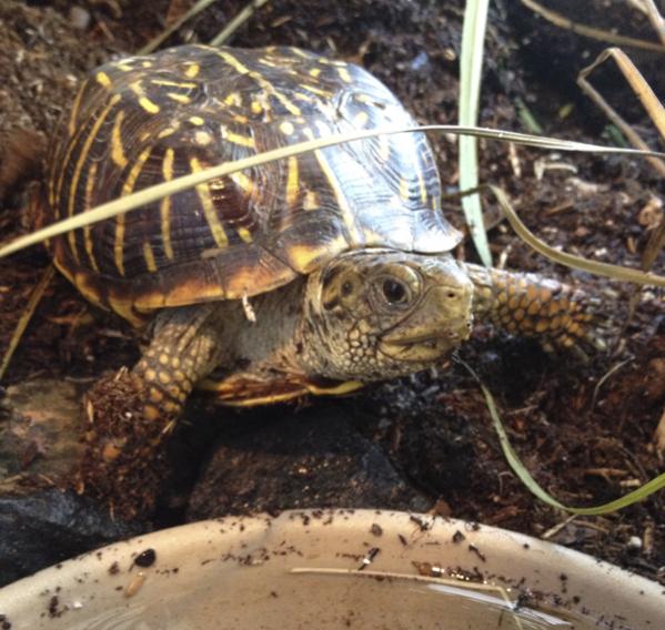 Layla, ornate box turtle