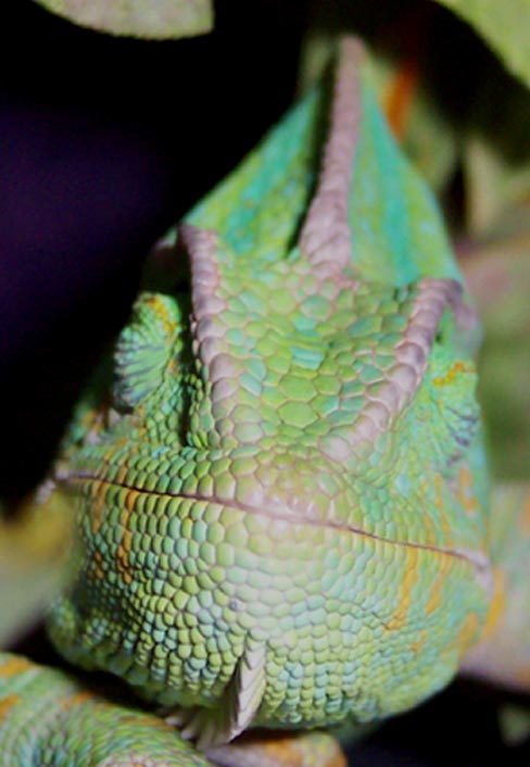 LazyLightning dreams