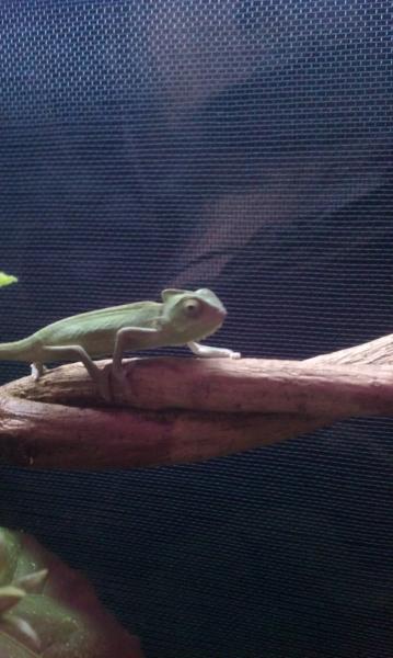 leaving the container on to his branch