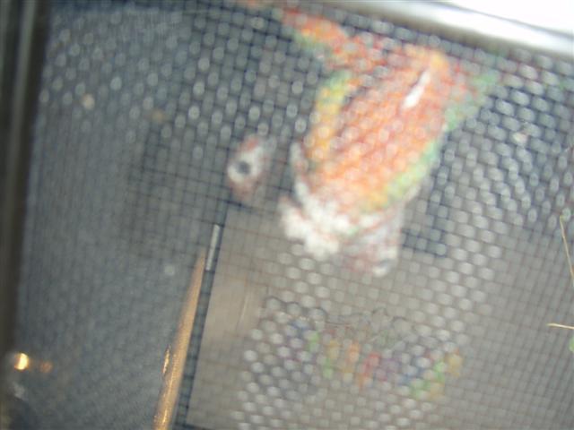 Left Eye Trobule Pics