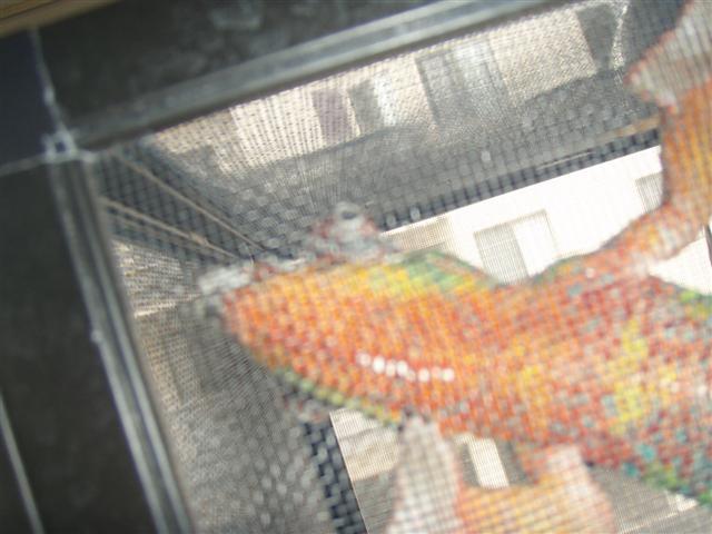 Left Eye Trobule Pics3