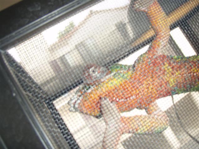 Left Eye Trobule Pics4